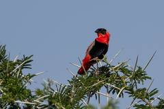 Euplectes franciscanus