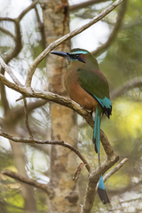 Eumomota superciliosa