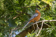 Melaenornis semipartitus