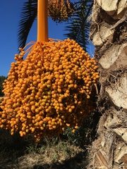 Phoenix canariensis