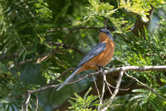 Melaenornis semipartitus