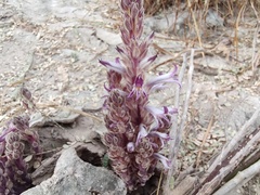 Aphyllon cooperi