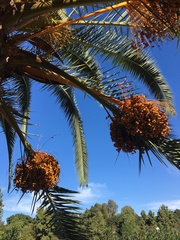 Phoenix canariensis