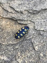 Buprestis octoguttata