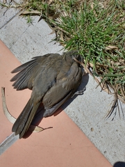 Turdus rufiventris