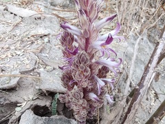 Aphyllon cooperi