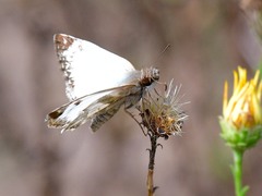 Heliopetes laviana