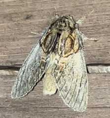 Peridea basitriens
