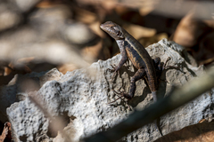 Sceloporus chrysostictus