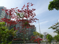 Lagerstroemia floribunda