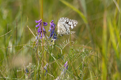 Melanargia russiae
