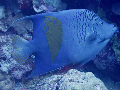 Pomacanthus maculosus