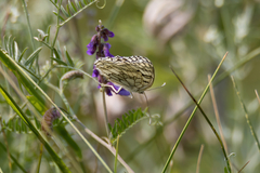 Melanargia russiae