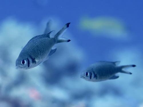 Damselfish (Chromis weberi) — Pomacentridae