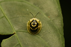 Ischnocodia annulus