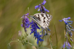 Melanargia russiae