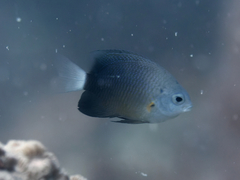 Pomacentrus albicaudatus