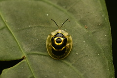 Ischnocodia annulus