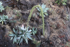 Agave pedunculifera