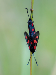 Zygaena viciae