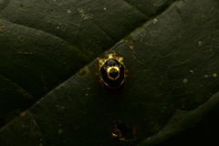 Ischnocodia annulus