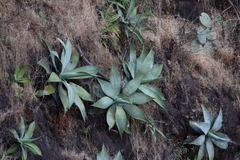 Agave pedunculifera