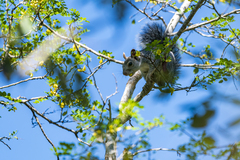 Sciurus yucatanensis