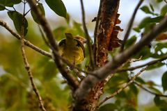 Cyclarhis gujanensis