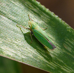 Draeculacephala robinsoni