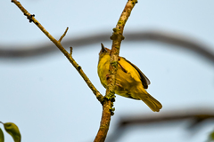 Cyclarhis gujanensis