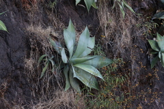 Agave pedunculifera