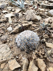 Mammillaria lasiacantha