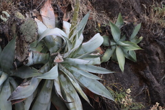 Agave pedunculifera