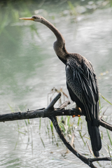 Anhinga melanogaster