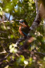 Eumomota superciliosa