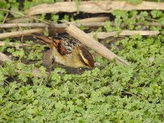 Phleocryptes melanops