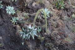 Agave pedunculifera