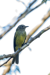 Myiopagis viridicata