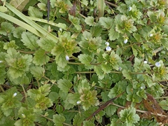 Veronica persica