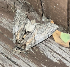 Peridea basitriens