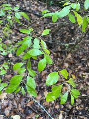 Forestiera