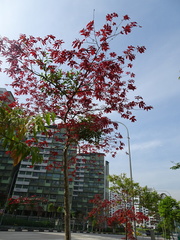 Lagerstroemia floribunda