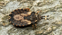Aradus versicolor