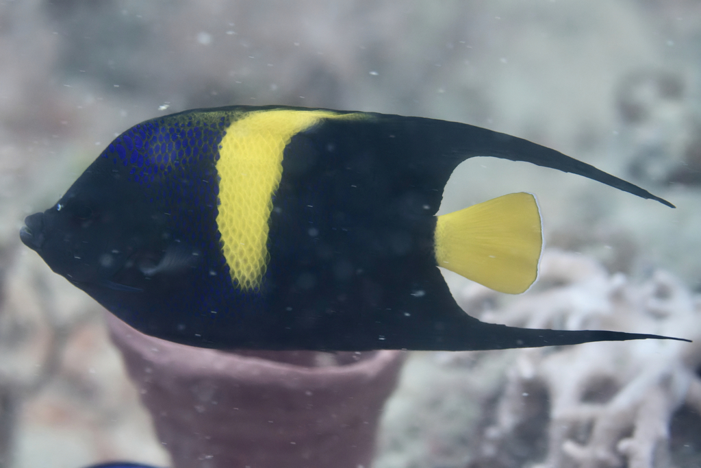 Arabian Angelfish