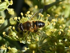Eristalis