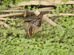 Phleocryptes melanops