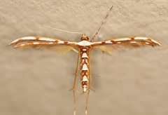 Cosmoclostis aglaodesma