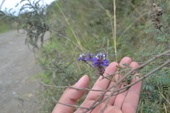 Dalea coerulea