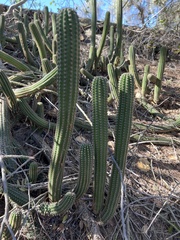 Trichocereus spachianus
