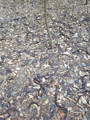 Gleditsia triacanthos